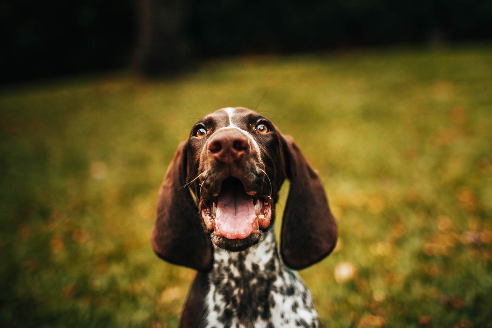 Museruola per il cane: quando è obbligatoria?