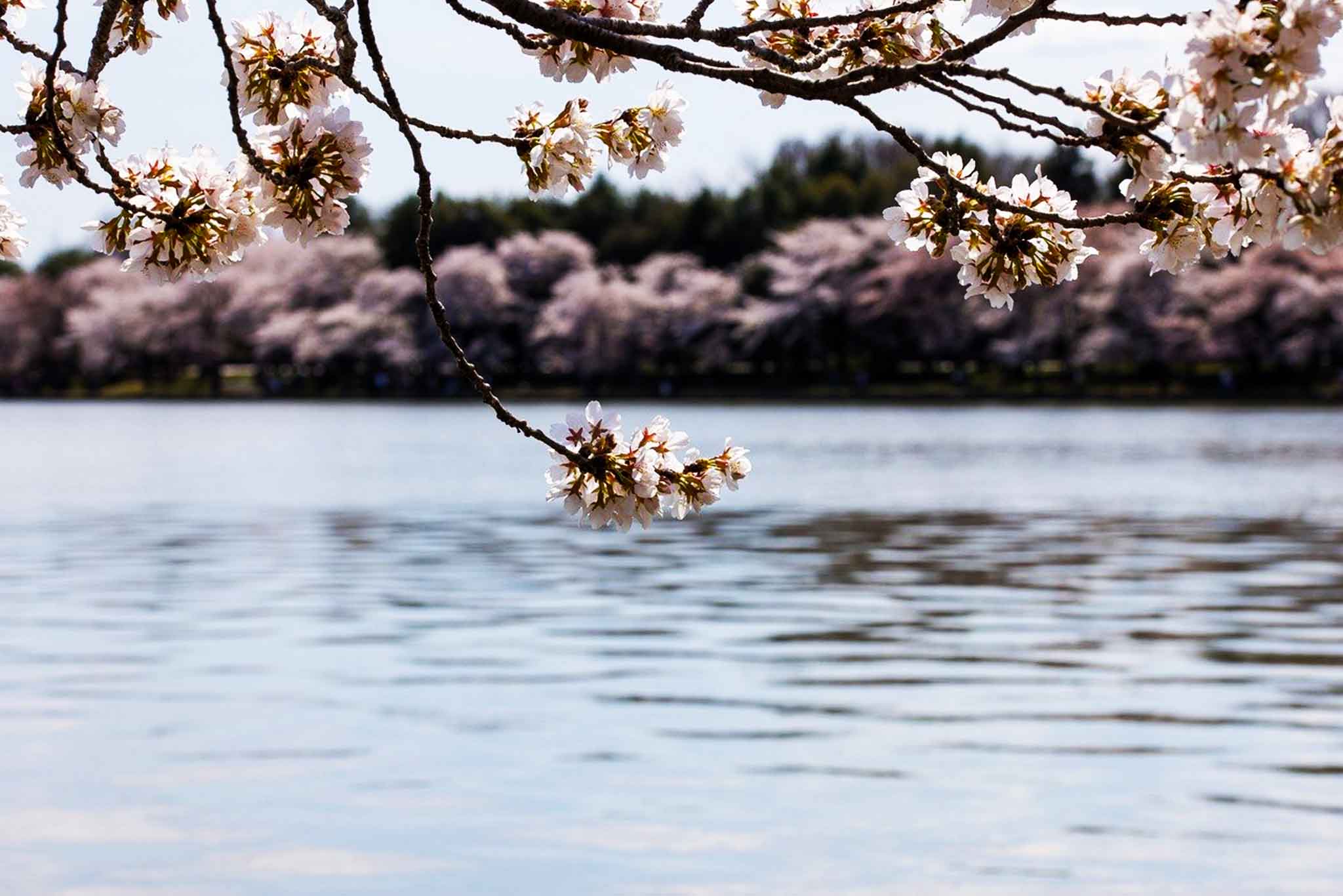 Весна Вода Фото