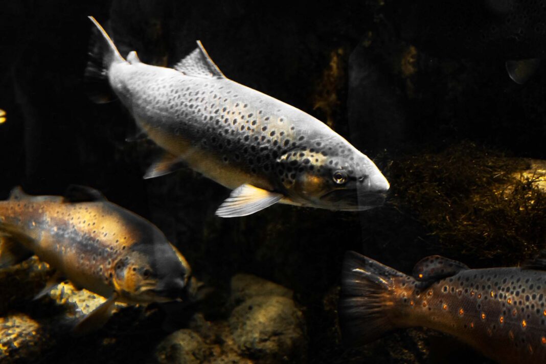 Regione-Fvg-pesca-sportiva_