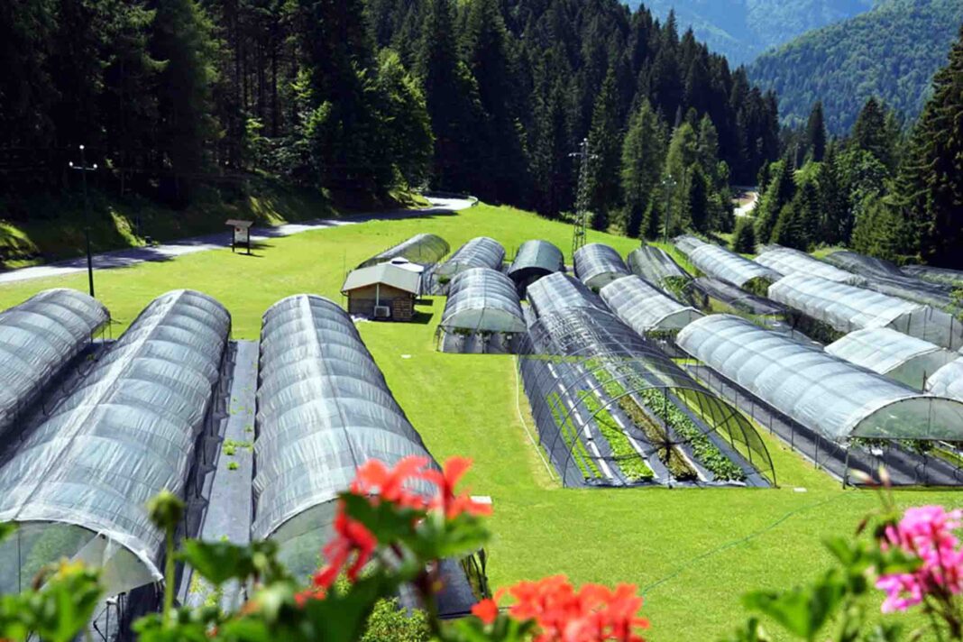 azienda-agricola-Domini-Albert-Cefap