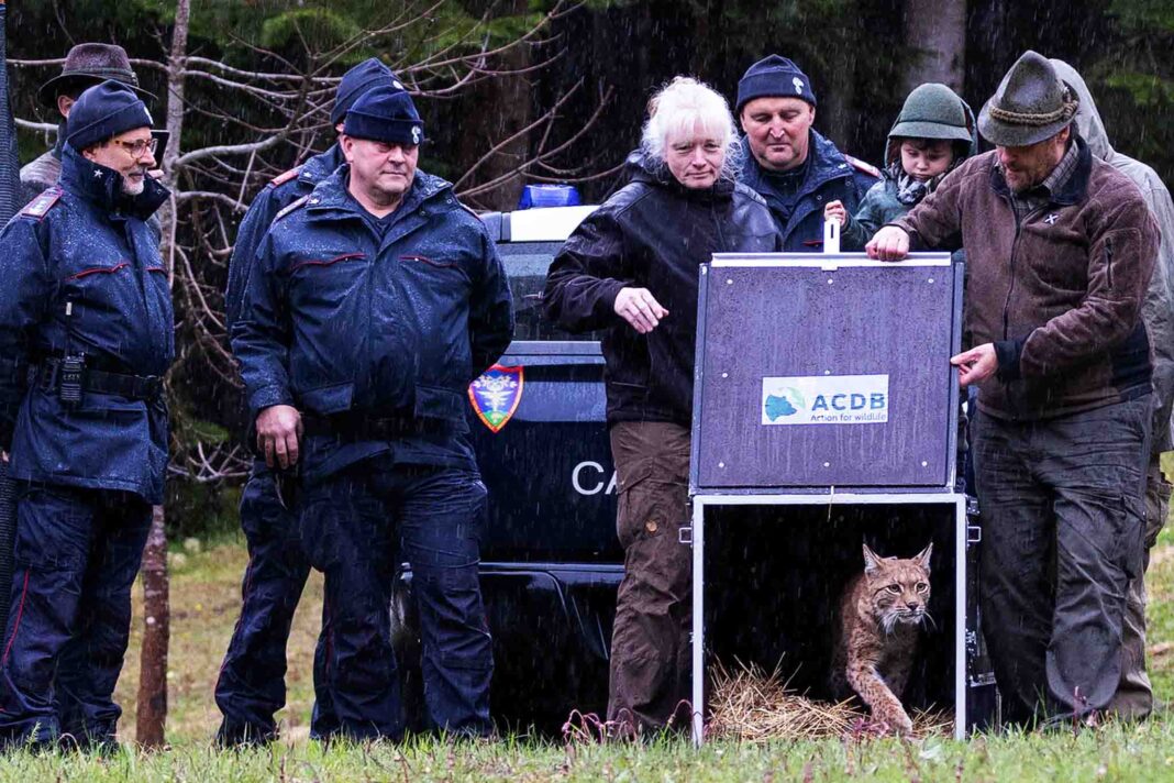 Foresta-Tarvisio-liberazione-lince