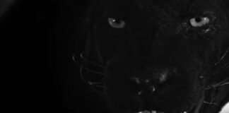 Udine-Film-