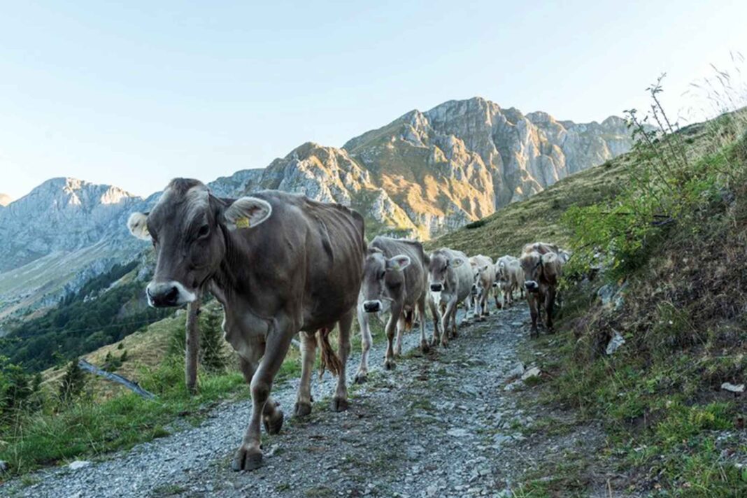 Parco-Naturale-delle-Prealpi-Giulie