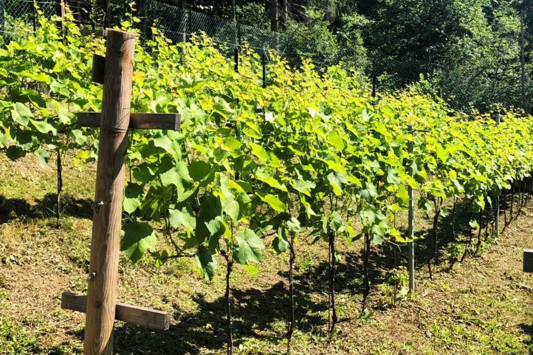 azienda vinicola Roberto Baldovin