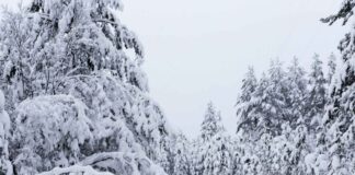 meteo