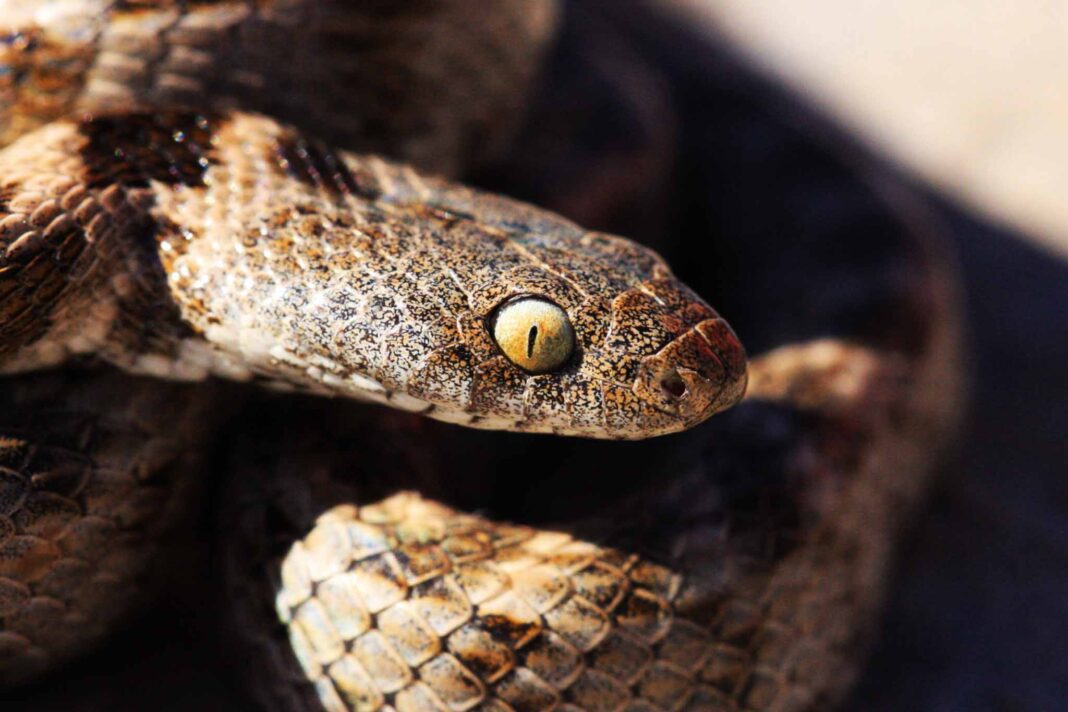 vipere-serpenti