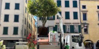 Via Mercatovecchio cambia volto: arrivano sette isole verdi con alberi, sedute e nuove aree d’ombra